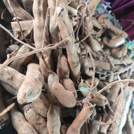 BUAH CELAGI/ASAM JAWA MUDA DAN FRESH