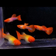 guppy albino koi gen king koi red