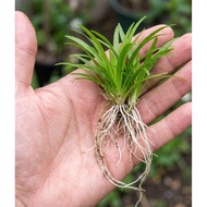 [LIVE AQUATIC PLANT] Sagittaria subulata (Dwarf Sag) - Tumbuhan akuatik Foreground Carpet, Easy Care