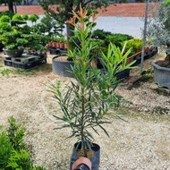 TKL - Outdoor Podocarpus Diamond/Costalis/Twister/Japan/Red Bud FengShui Plant 金钻/旋叶罗汉松/转运罗汉松/日本/红芽/