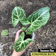 Syngonium batik - Tanaman hias syngonium batik