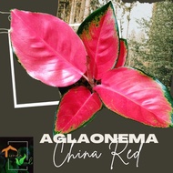 Aglaonema China Red Plants