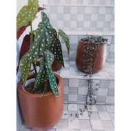 begonia polkadot / begonia trotol