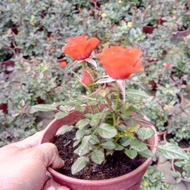 Anak Pokok Bunga Ros Merah Tahan Lasak Tahan Panas Dah Berbunga Rose Live Plants Flower Potted Plant Pokok Hiasan Cantik