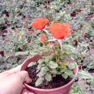 Anak Pokok Bunga Ros Merah Tahan Lasak Tahan Panas Dah Berbunga Rose Live Plants Flower Potted Plant