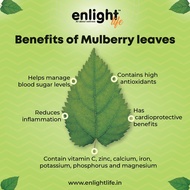 Mulberry Leaf (Home Drying) Dried Mulberry Leaf Hot Colds, Reduces Three Heights, Sterilizes Anti-Inflammation, Resists Ulcers, Cools Cools Down Heat, Relieves Constipation