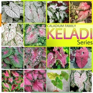 AAA - Caladium / keladi / Alocasia /Colocasia / Philodendron / Syngonium / live plant/ pokok hidup  /home / Gardening