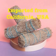 California Blue sage 10cm+- 1pcs 蓝鼠尾草