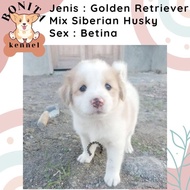 Golden Retriever Mix Samoyed Anak Anjing Golden Samoyed Jantan Betina
