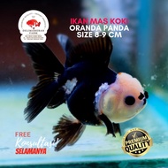 MAS KOKI PANDA 3 COLOR COCOK UNTUK PEMULA PEMELIHARA IKAN MAS KOKI