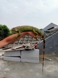 mainan iguana green jantan mulus size 100 cm lebih