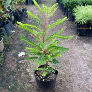 ต้นธรณีสาร ธรณีสาร Phyllanthus pulcher  ว่านธรณีสาร ไม้พุ่ม มีดอก  (รับประกัน ส่งใหม่ฟรี หากสินค้าเเ