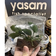 YASAM - Anubias Wood Plant Anubias Barteri Broad Leaves