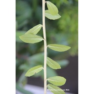 vernonia elliptica aka lee kuan yew