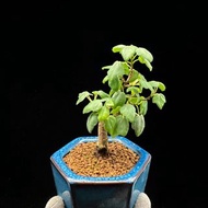 SG284-日本正版圓葉宮祥楓優選株/非國產尖葉🔥精品植物小盆栽禮物🔥