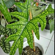 tanaman hias alocasia jacklyn