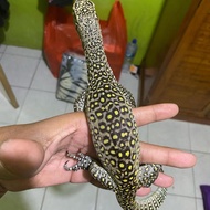 varanus doreanus Jayapura