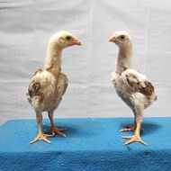 Anak ayam Shamo Belgia/usia 1bulan