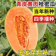 Cantaloupe Seeds Melon Seeds Daquan Cantaloupe Melon Watermelon Xinjiang Cantaloupe Melon Fruit Vege