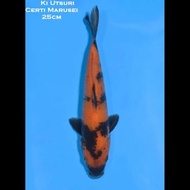 Ikan Koi Import Ki Utsuri 25cm Serti Koi Import Marusei Murah