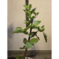 Guava tree - 3 years old / 50cm+ tall