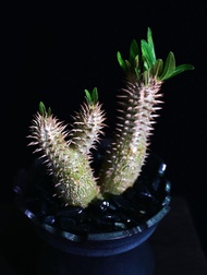 (302) 伊洛棒槌樹　Pachypodium inopinatum / 塊根植物 Caudex / 另售象牙宮、龜甲龍、索馬里葡萄甕、念珠橄欖/ 多肉植物
