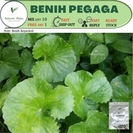 20 biji benih PEGAGA KAMPUNG pennywort seeds percambahan lewat