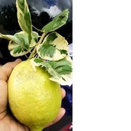 FREE 1 pokok dengan belian 3 Anak pokok lemon batik . Buah lemon besar