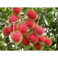 Pokok Rambutan Anak Sekolah / Rambutan Sekolah Hybrid