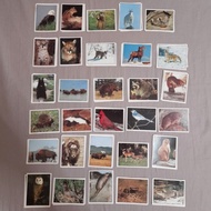 Panini集圖冊 動物貼紙