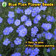 80 Seeds/pack Blue Flax Flower Seeds Biji Benih Bunga Flower Seeds Blue Flax Live Plants Seeds Flowe