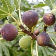 1 ต้น มะเดื่อฝรั่ง ต้นพร้อมให้ลูก ลำต้นสูง 30 ซม Figs Tree สายพันธุ์ iraqi