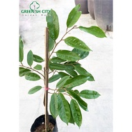 GNC - Durian Black Thorn Ochee Fruit Tree Anak Pokok Buah Duri Hitam 黑刺榴莲