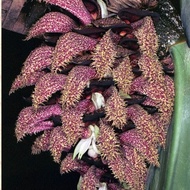 Anggrek Dasi Langka Bulbophyllum Phalaenopsis