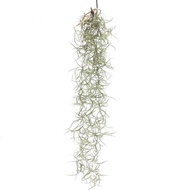 Pokok Janggut,Spanish Moss,Janggut Adam-Air Plant 老人须 空气草 Real Live Plant