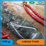 Promo Lobster Air Laut/ Lobster Air Laut Murah/ Lobster 1 kg isi 4-6
