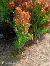 tanaman hias Pucuk merah 50cm