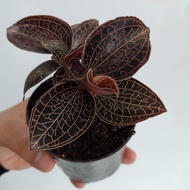 Jewel Orchid Anoectochilus Albolineatus Live Indoor Plants