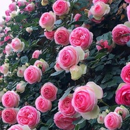 現貨 批發批發薔薇花種子爬藤月季苗花種子四季開花攀援花卉庭院植物玫瑰花種籽