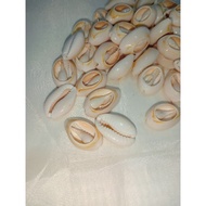 18-23 Shell Half Cut 50g