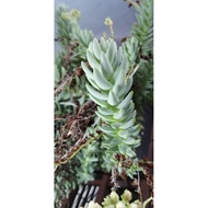 Keratan/Cutting of Sedeveria Harry Butterfield | Super Donkey Tail