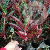 aglonema red sumatra