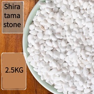 2.5k/ pebbles| aquarium | succulents | decoration | topping /Succulent soil, cactus soil/Succulent s