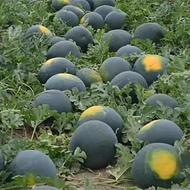 50Biji Benih Tembikai Kulit Hitam Tanpa Biji / Black Peel Seedless Watermelon/黒皮西瓜种子