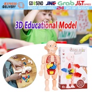 Human body MODEL human body educational model human body organ