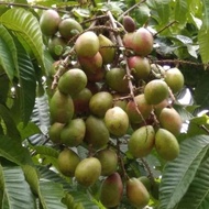 Bibit matoa merah super unggul/matoa/bibit matoa murah BERLIAN BIBIT UNGGUL