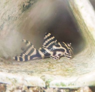 PLECO L333 Hypancistrus sp. (L333) ถ้ำปลา บ้านปลา ของเล่นปลา