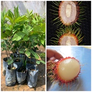 Anak pokok rambutan jarum mas hybrid