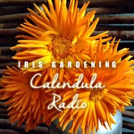 [10pcs] Calendula Radio 'Iris Gardening'