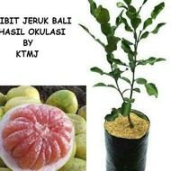 NEW BIBIT TAN POHON JERUK BALI BIBIT JERUK BALI TAN JERUK BALI NEW